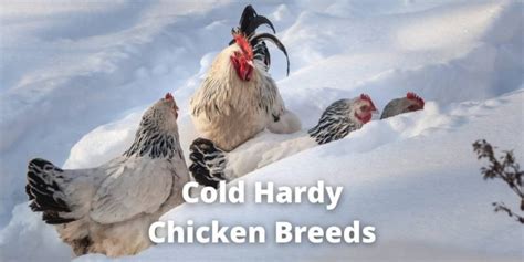 best cold hardy chickens